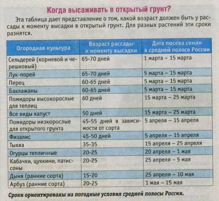 Когда сеять ранние помидоры на рассаду