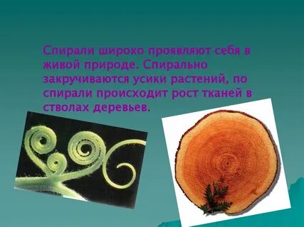 Усики спирали