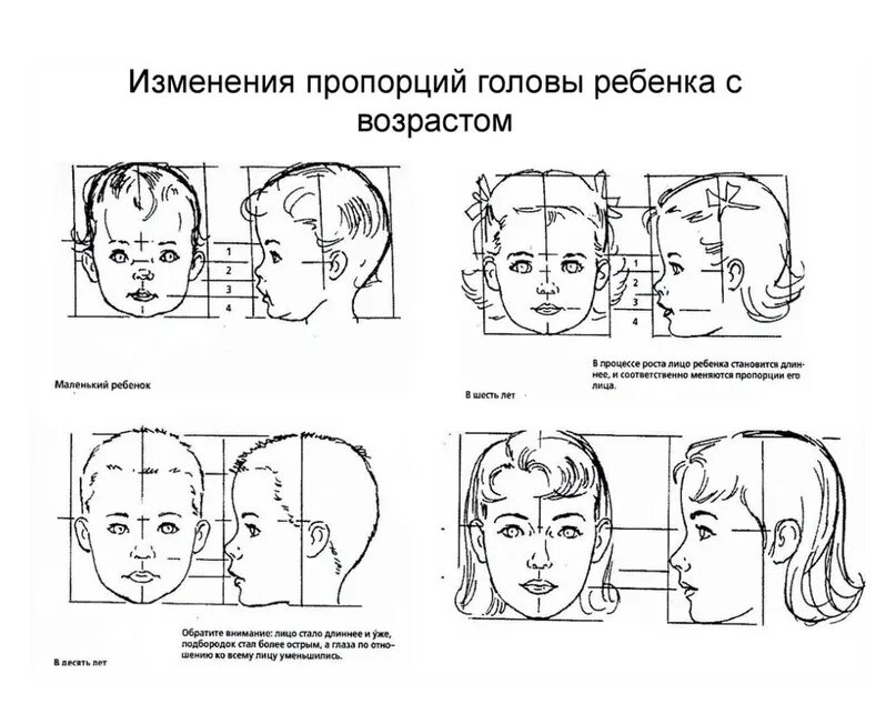 Замедлен рост головы. Пропорции ребенка 7 лет схема. пропорции лица ребенка 5 лет. пропорции лица ребенка 7 лет схема. схема пропорции головы человека в профиль.