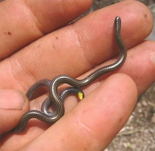 Brown Striped Snake