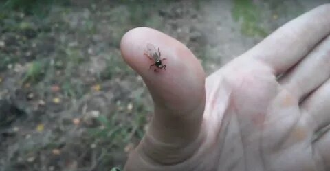 Чем опасен лосиный клещ