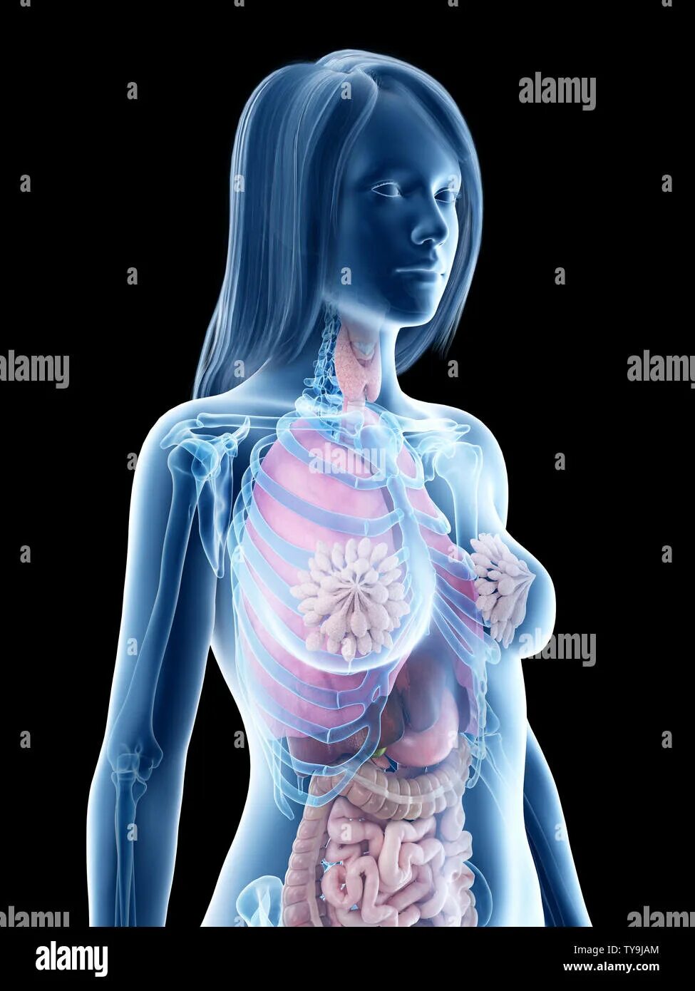Трясется внутри тела. 3d модель внутренних органов женщины. Внутренние органы женщины 3д.