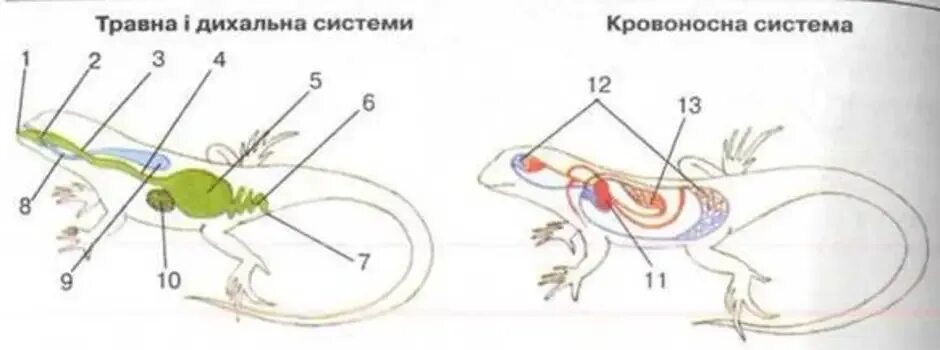 Вентиляция легких у рептилий осуществляется благодаря