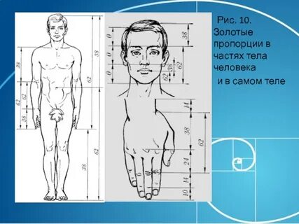 Гармония пропорций