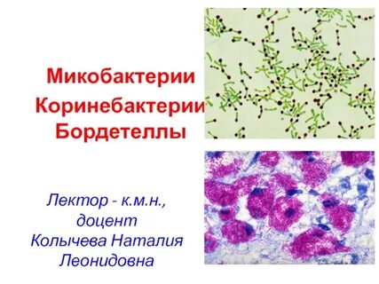 Моча на микобактерии туберкулеза