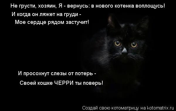 Хозяин я с тобой. Я вернусь к тебе новым котенком. стих о потере кота. я вернусь к тебе новым котенком не пройди по ошибке мимо. может ли котенок ощущать ,что хозяину грустно.