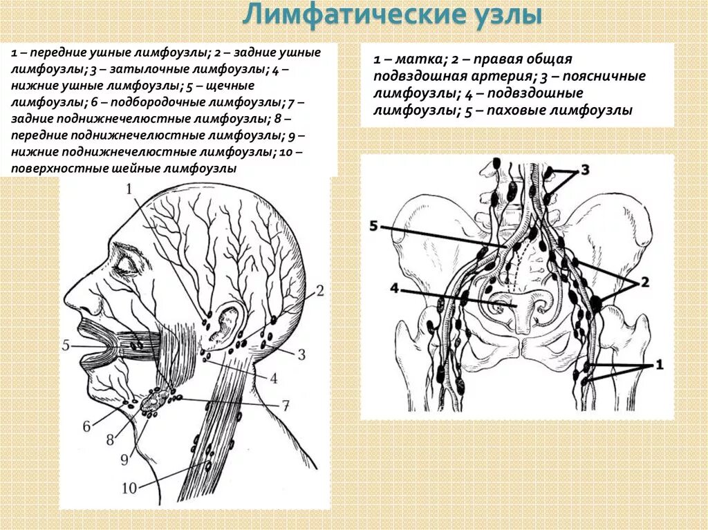 Плотный лимфатический узел. Регионарные лимфатические узлы схема. Схема расположения регионарных лимфоузлов. Лимфатический узел Пирогова-Розенмюллера. Яремные лимфоузлы анатомия.