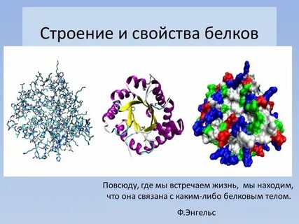 Строение химических свойств белков
