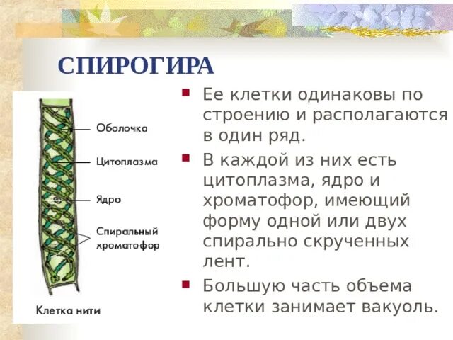 Строение клетки спирогиры. Вакуоль спирогиры. спирогира характеристика. вегетативные органы спирогиры. спирогира цитоплазма.