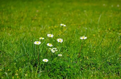 Flowers grasses