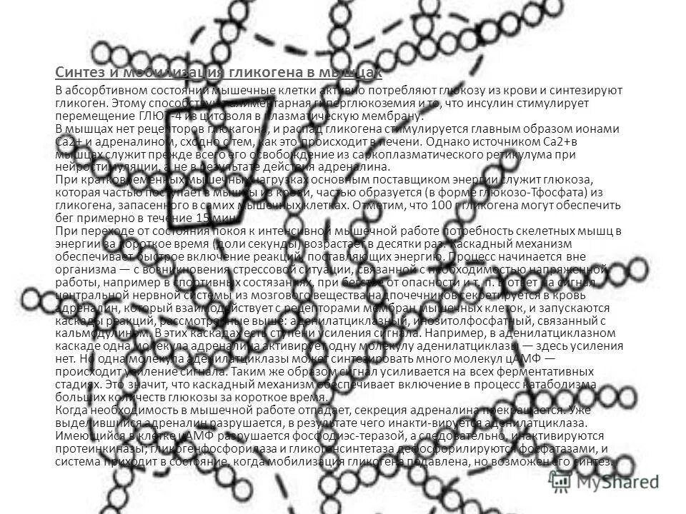 гликоген 7 букв сканворд