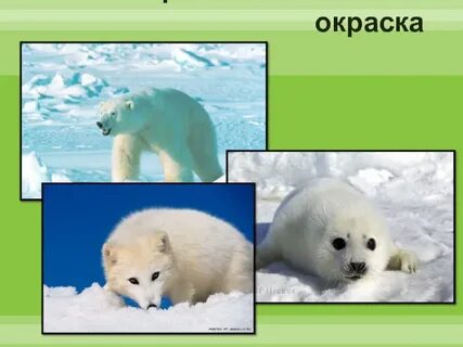 Окраска млекопитающих