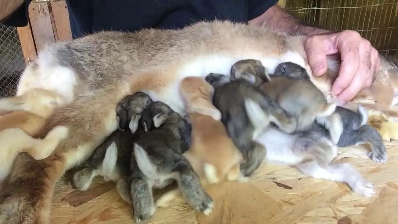 Крольчиха кормит крольчат. Новорожденные крольчата. Новорожденный декоративный кролик.