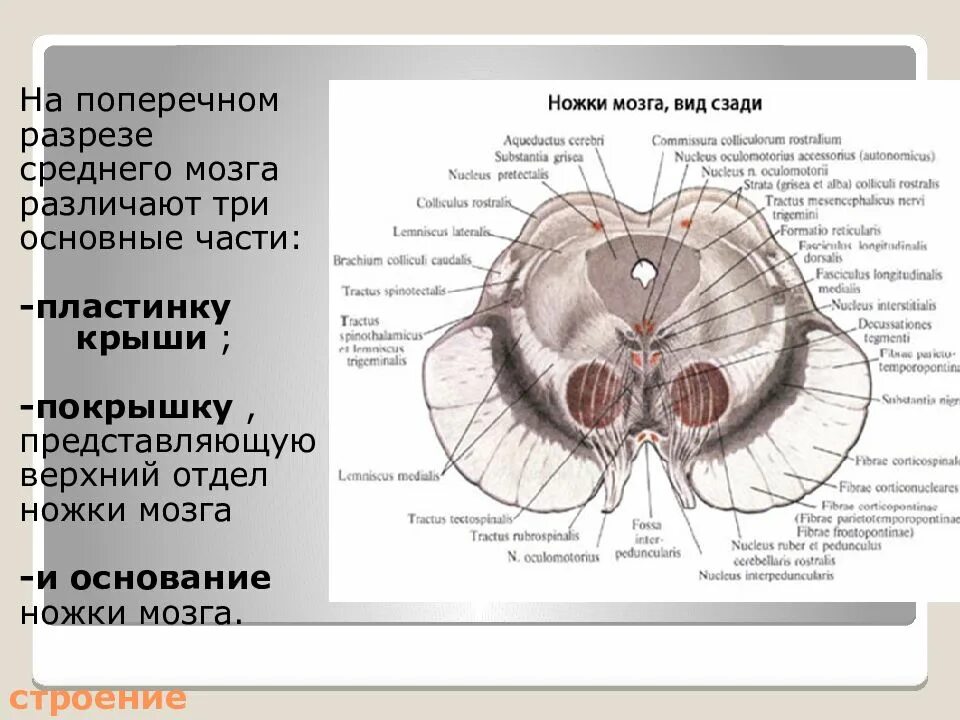 Ножки мозга отдел. Поперечный срез среднего мозга. Строение среднего мозга поперечный разрез. Горизонтальный срез среднего мозга. Фронтальный срез среднего мозга.