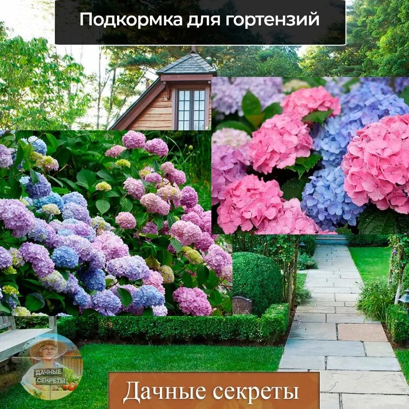 Полить гортензию для цвета. Гортензии. Гортензии сочетание с другими цветами.