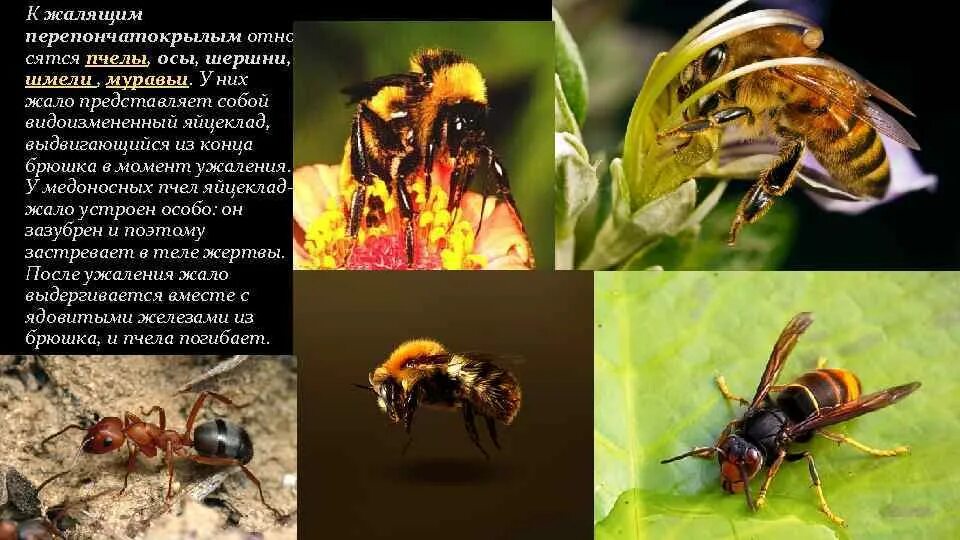 Яйцеклад пчелы. Пчела машет крыльями. Медоносная пчела презентация. Описание пчелы. Медоносные пчелы жесткий поджог егэ.