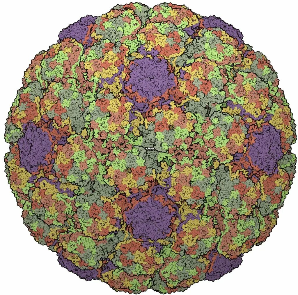 Papilloma virus. HPV capsid. Папилломавирус абстракция.