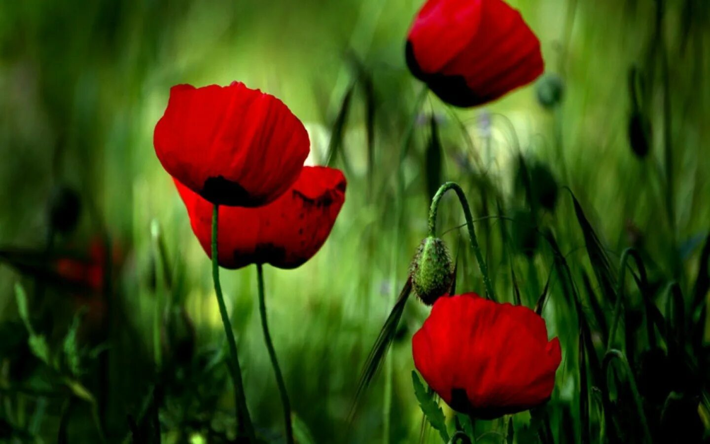 Хаки маки. Маки цветы. Красный цветок. Красные цветы в природе. Красные маки.
