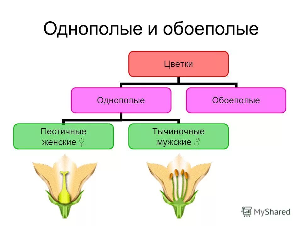 однополые и обоеполые цветки. однополые и обоеполые цветки. однополые и раздельнополые цветки. обоеполые и однополые растения. схема однополые и двуполые цветки.