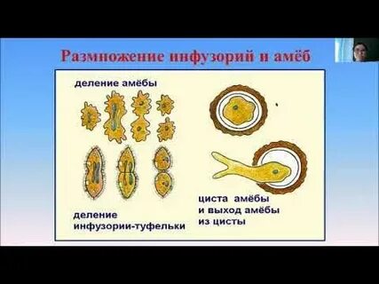 Искусственный размножение животных