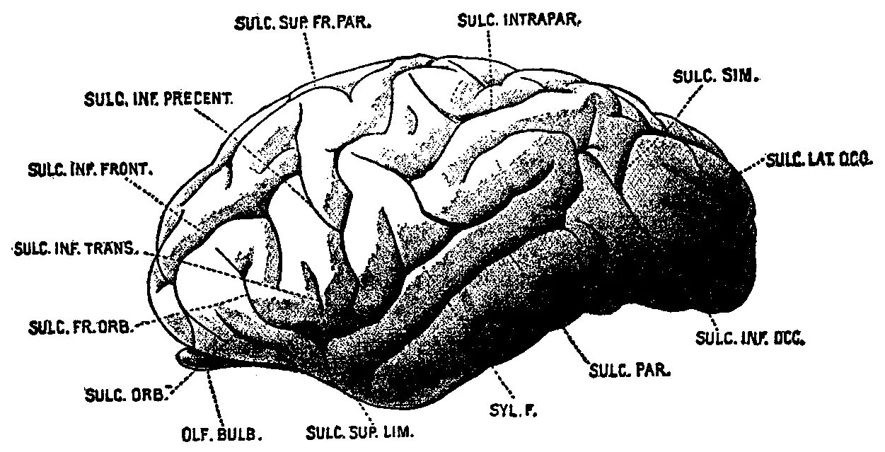 Мозг гориллы и человека. Строение мозга гориллы. Мозг гориллы анатомия. Размер мозга гориллы и человека.