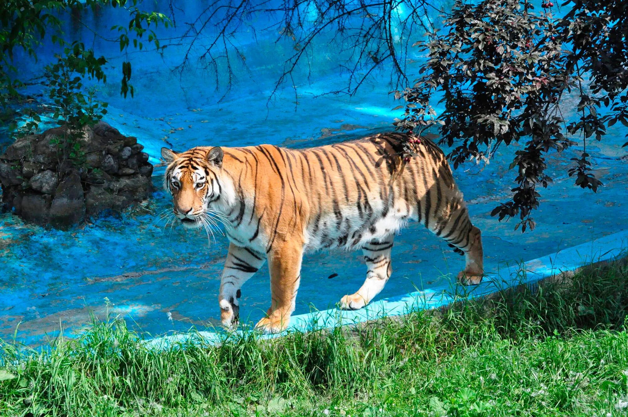 Тигр Panthera Tigris. Амурский тигр Panthera Tigris altaica. Уссурийский тигр. 92. Тигр Panthera Tigris.