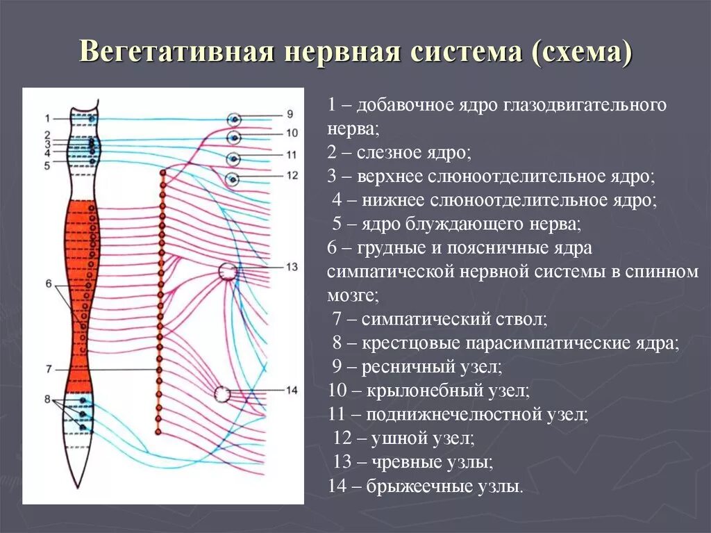 Вегетативные нужны для. Вегетативная НС схема. Схема строения вегетативной нервной системы. Схему классификации вегетативной нервной системы. Вегетативная нервная система анатомия схема.