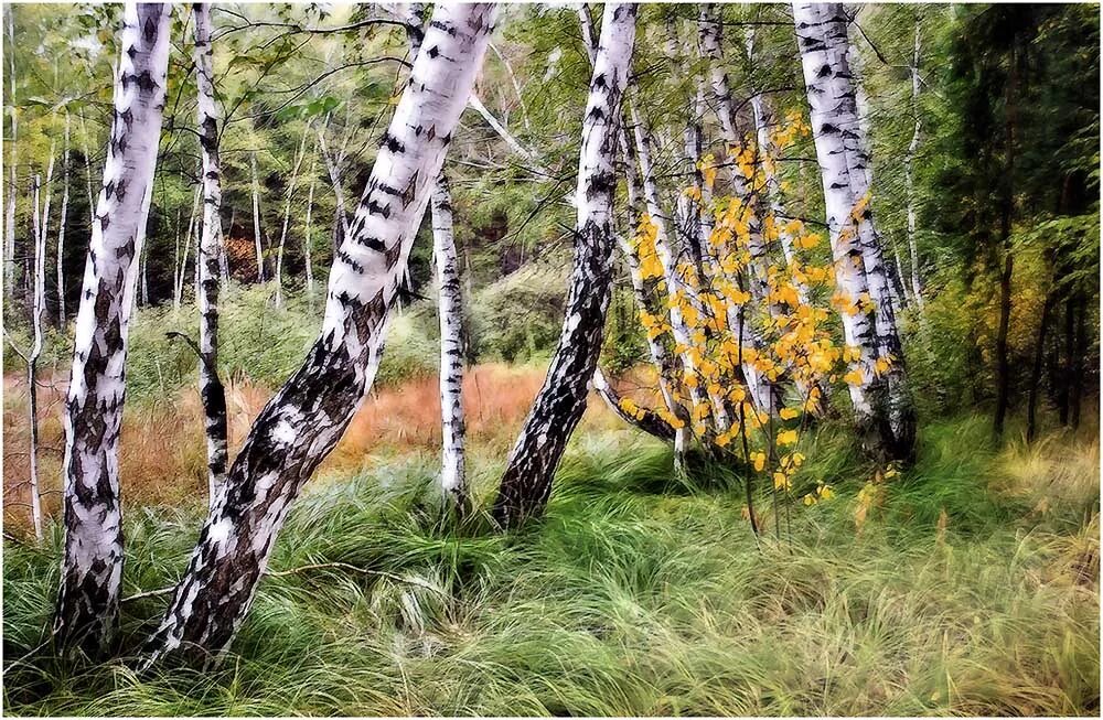 Березовая роща привал. Берёзовая роща владимирская область. Узкая тропа берёза беларусь. Живет в березовом лесу. Живет в березовом лесу.