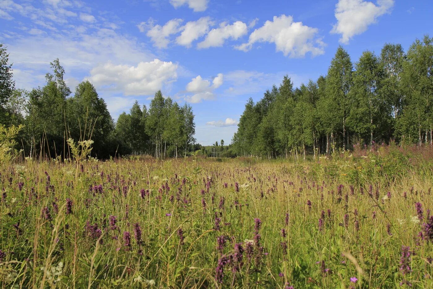 Середина лета 2019