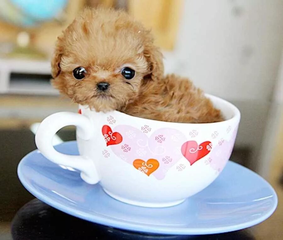 Dogs cup. Teacup пудель. Порода Puppy Mini Teacup. Шпиц мини пудель. Пудель Тикап мини.