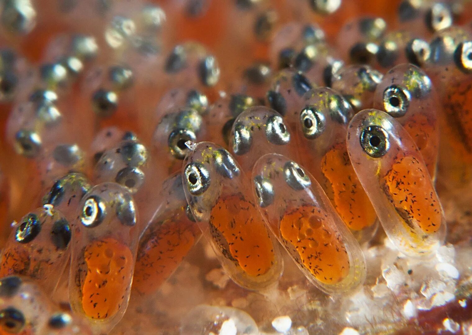 Икра аквариумных рыбок тернеции. Икра гурами. Икра барбусов. Рыба тернеция икра. Икра аквариумных рынок дарио.