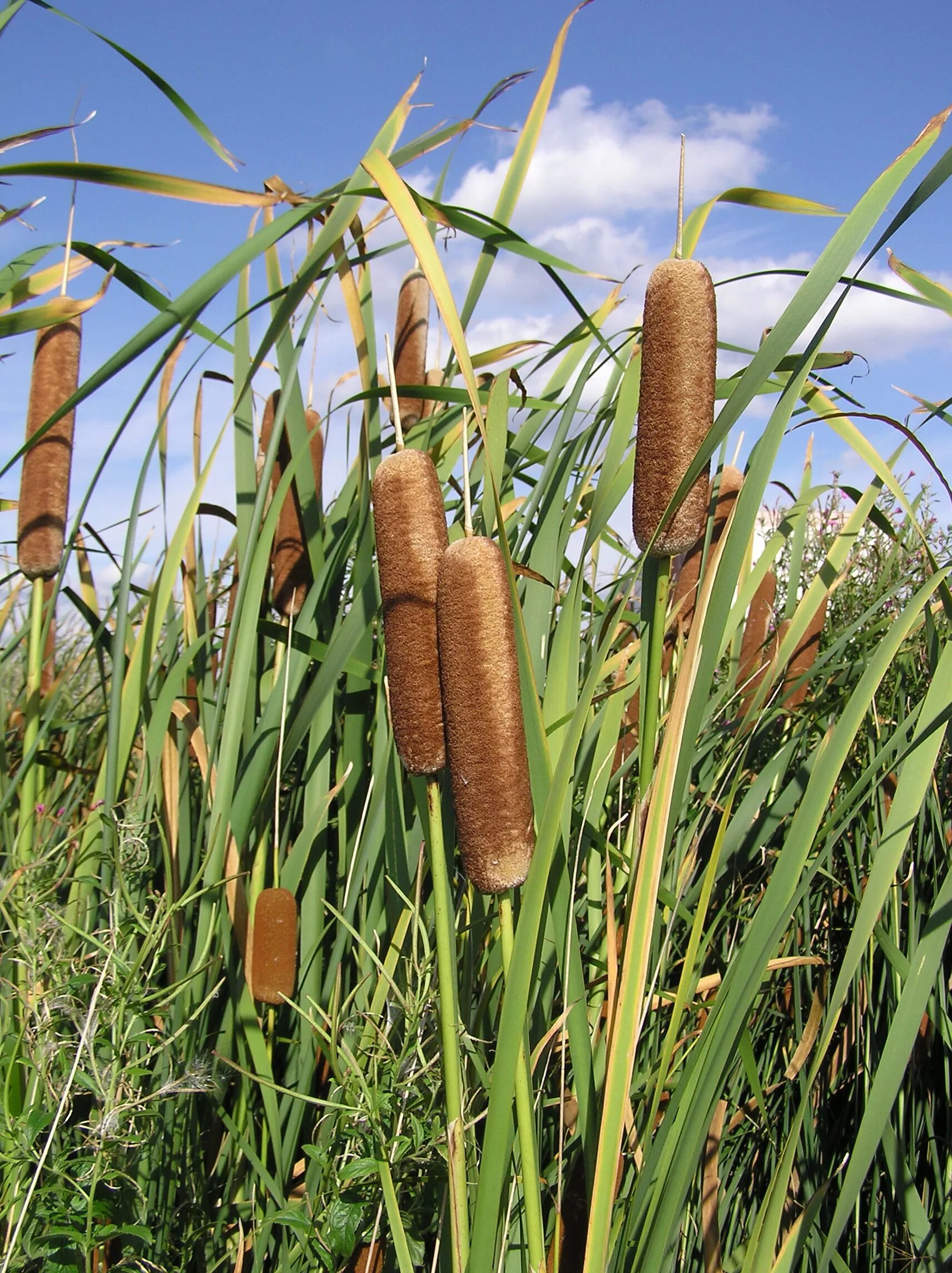 Сколько растет тростник. Рогоз широколистный. Рогоз узколистный (Typha angustifolia). Камыш рогоз чакан. Рогоз широколистный (Typha latifolia).