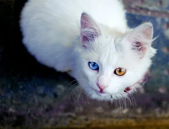 khao-manee-- Breed of cat from Thailand. Noted for it's naturally bright, and di