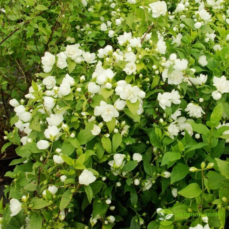 Чубушник хермин. Чубушник горностаева мантия. Чубушник манто. Чубушник д эрмин. Чубушник д эрмин.