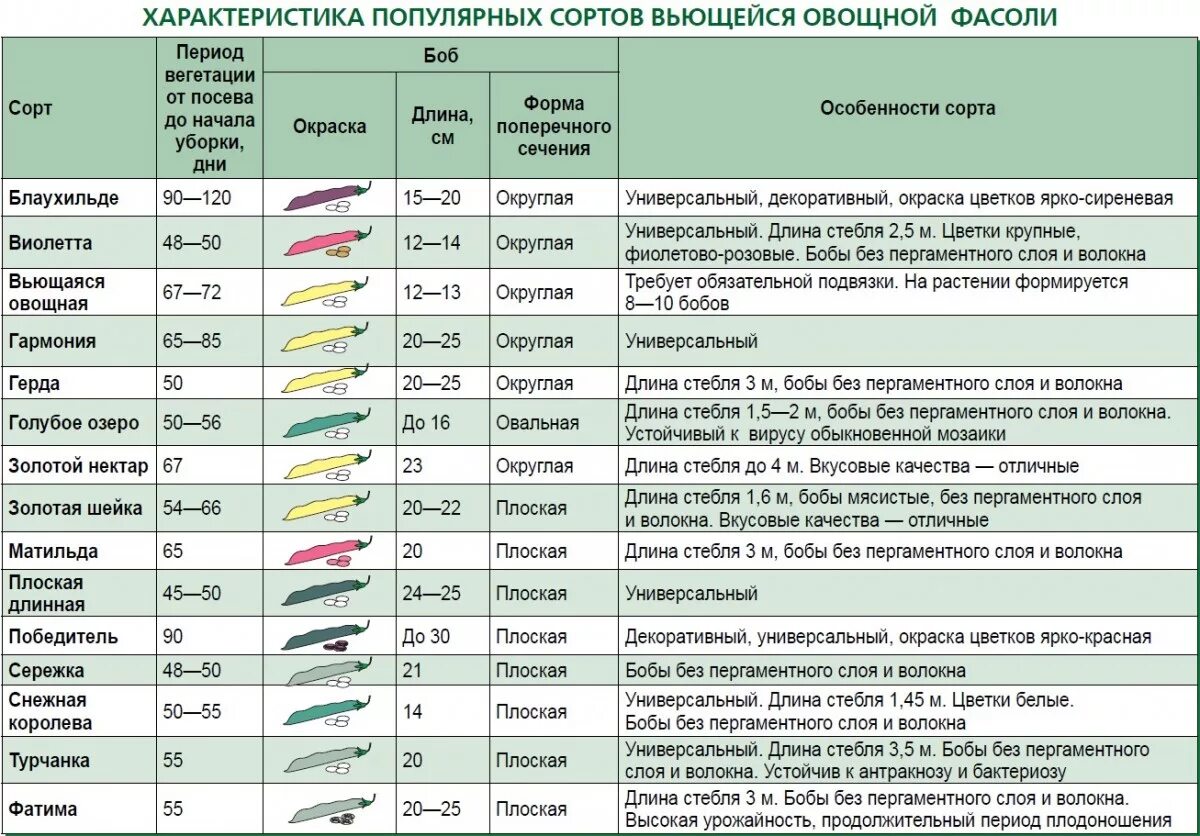 Сроки посева фасоли в открытый грунт. Срок высадки фасоли в открытый грунт. Схема посадки фасоли в открытый грунт. Посев вьющейся фасоли. Время высадки в открытый грунт