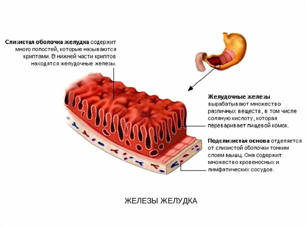 Функции слизистой оболочки желудка. Железы слизистой оболочки желудка. клетки желез слизистой оболочки желудка человека. строение слизистой оболочки жкт. строение слизистой оболочки желудка клетки.