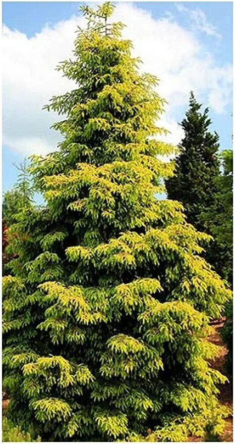 Picea aurea. Ель обыкновенная ауреа. ель восточная ауреа (aurea). ель сербская ауреа. ель восточная ауреоспиката.