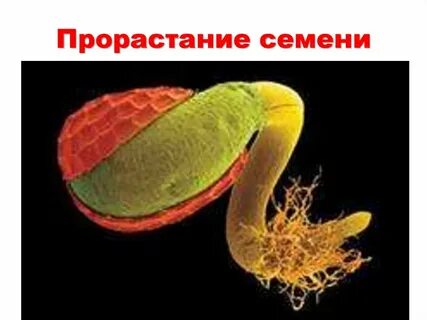 Семя под микроскопом