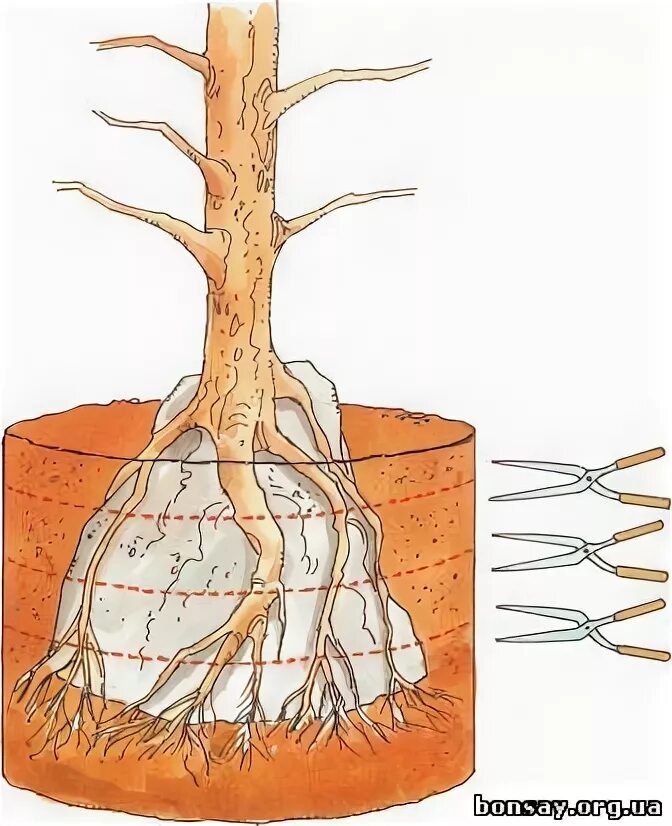 Для наращивания корневой системы. Корневая система фикуса Бенджамина. Корни гранатового дерева. Корневая система граната. Формирующиеся на корнях сосны.