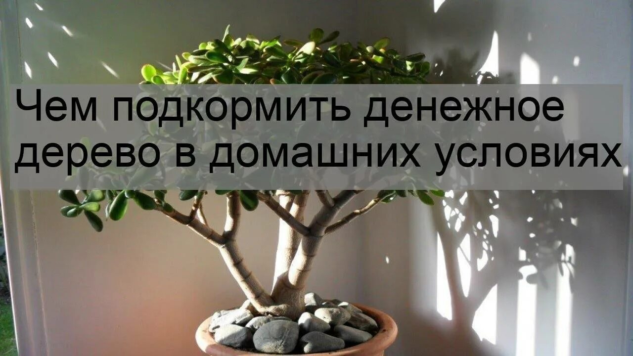 Подкормить денежное дерево. Чем прикормить денежное дерево в домашних условиях. Денежное дерево как правильно его посадить чтоб велись. Денежное дерево подкормка в домашних.