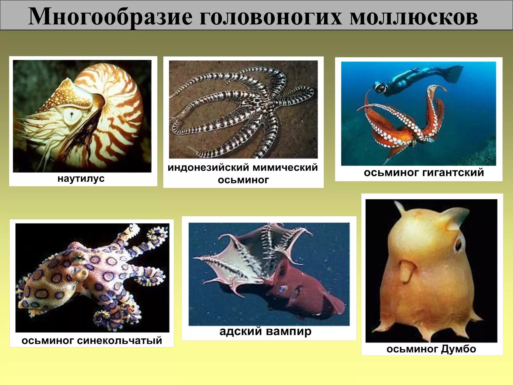 Три примера животных моллюски. Головоногие моллюски представители. Головоногие моллюски 7 класс. Класс головоногие моллюски 7 класс биология. Голова ногие моллюски представители.
