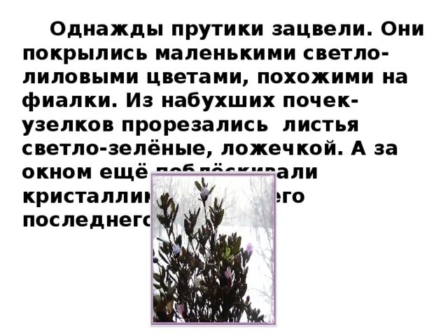 Костя принес в класс пучок тонких изложение. Прутики багульника изложение. Изложение багульник. Изложение прутики багульника 4 класс. Пучок тонких прутиков багульника.