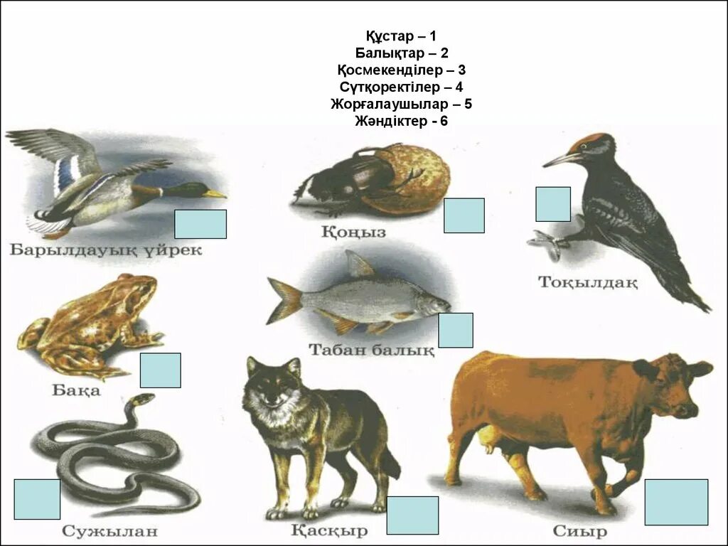 Құстар мен жәндіктер. Жануарлар дүниесі презентация. Қосмекенділер. Жануарлар алеми презентация. Жануарлар классификациясы презентация.