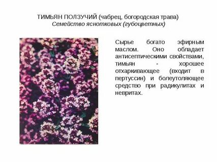 Тимьян ползучий применение