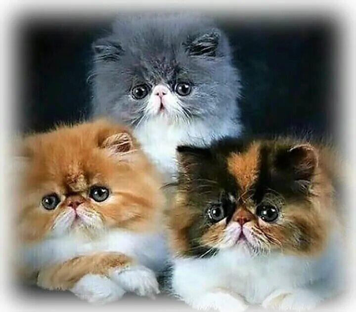 VITAS LITTLE персидские и экзотические кошки persian exotic cats