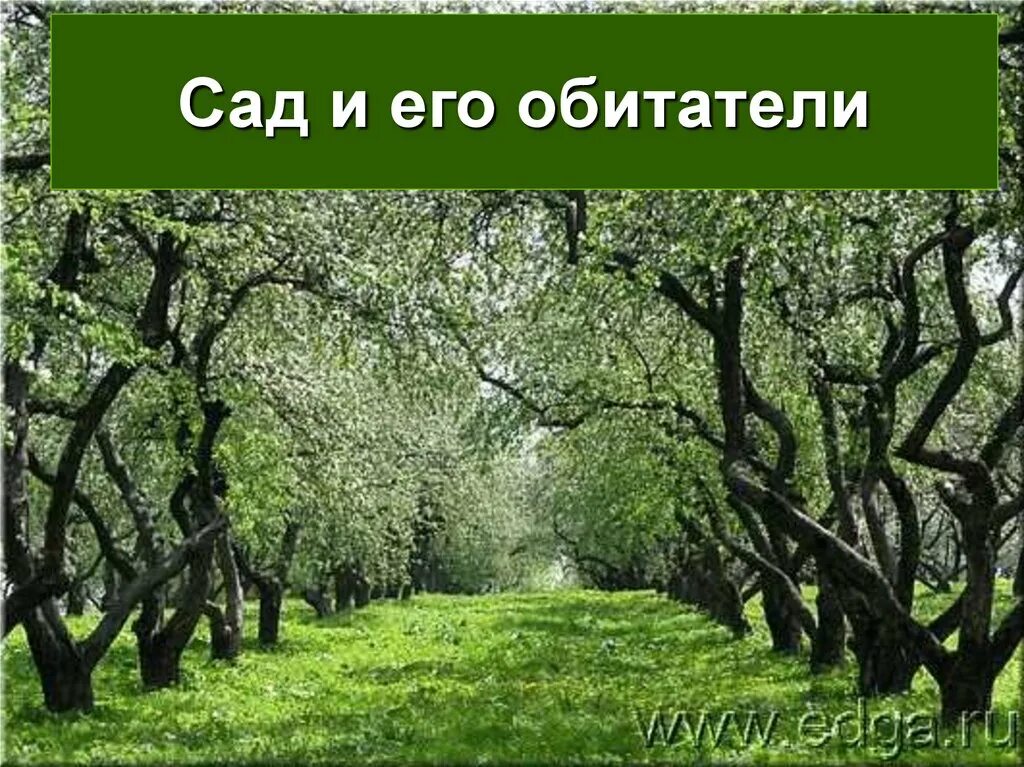 Сад и его обитатели. Природное сообщество сад. Сад для презентации. Окружающий мир в саду.