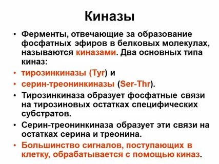 Какие белки относятся к ферментативной функции