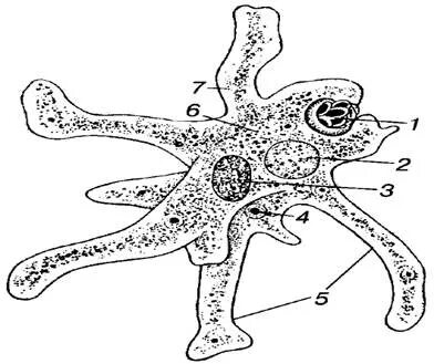 Какой цифрой обозначена на рисунке стадия амебы. Гистолитическая амеба. Дизентерийная амеба строение. Амеба Протей (рис. 96. Амёба обыкновенная.