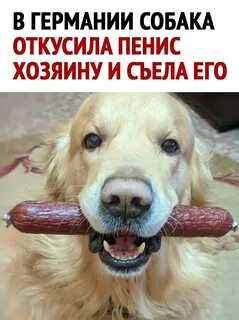 Колбасная собака