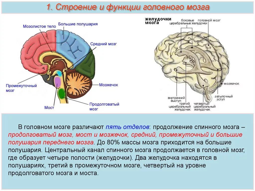 Сравните строение больших полушарий. Отделы головного мозга функция нервные центры. Ядра среднего мозга и их функции таблица. Функции отделов головного мозга анатомия. Строение и функции среднего мозга мозга.